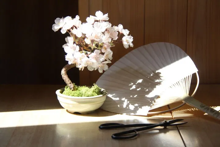 Bonsai Making image 6