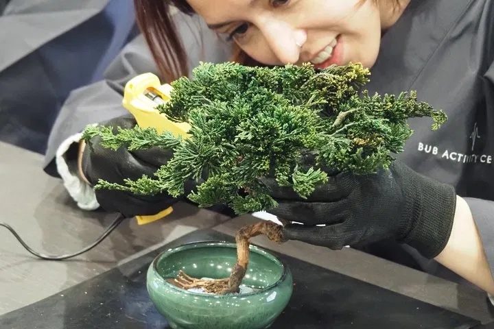 Bonsai Making image 10