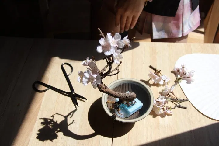 Bonsai Making image 11