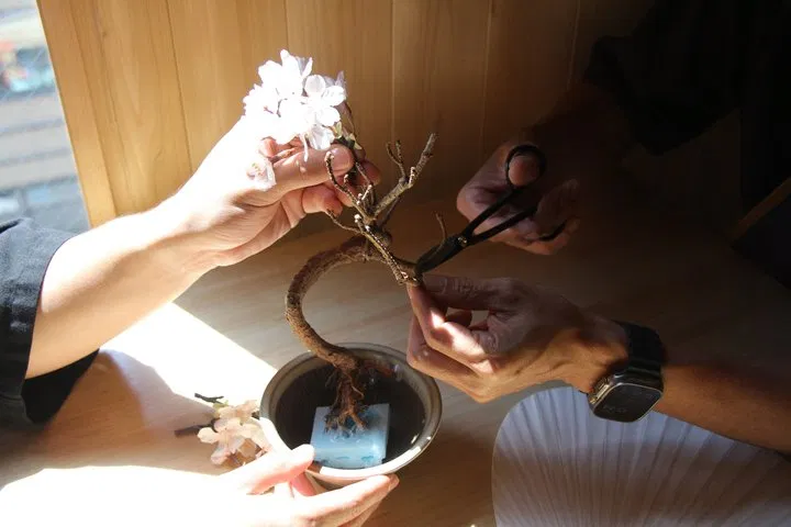 Bonsai Making image 12